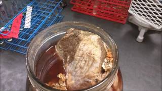 Our Microbiologist in the Lab Plating Salted Beef