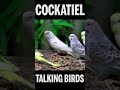 Talking bird budgerigar shorts