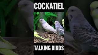 Talking Bird Budgerigar #Shorts