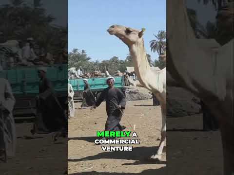 Uganda S Arab Traders Ivory Slaves Cultural Exchange 