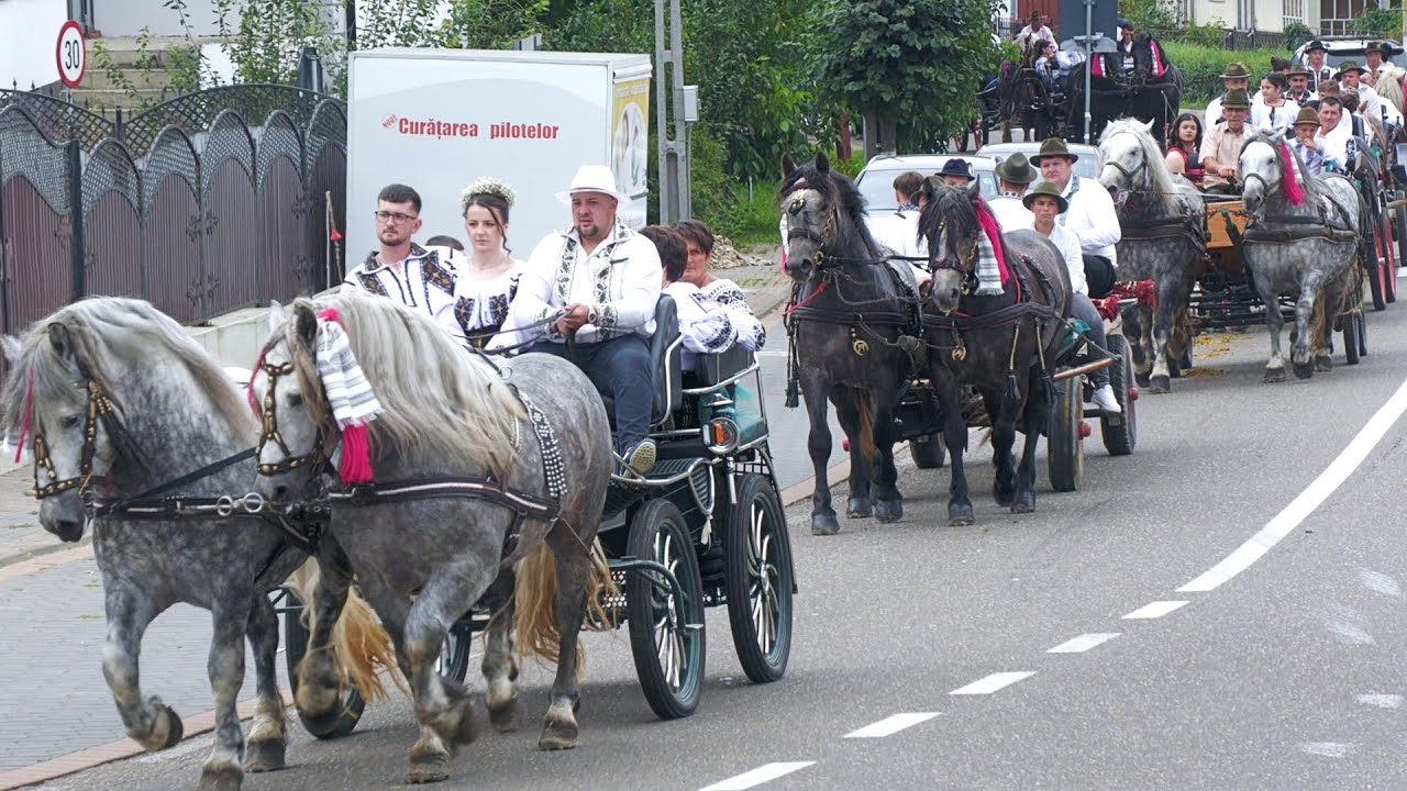 Nuntă cu cai și trăsuri 14 perechi de naşi la Mihai și Ema 17 August 2025 Gura Putnei-Bucovina ep.1