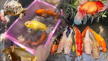 Thỏ Vlog bắt cá trê , cá lóc , cá koi , cá beta , rùa , cá cảnh đẹp , cá trắm cỏ , cá trôi ,cá chép
