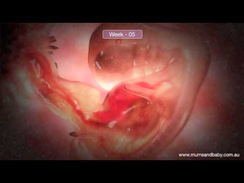 Video: Bicornuate uterus and pregnancy: the likelihood of getting pregnant, features of bearing, possible complications