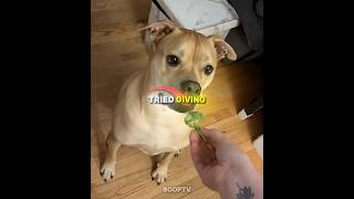 These Dogs Tried Giving Their Dogs Vegetables