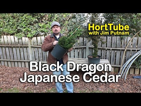 How To Grow Black Dragon Japanese Cedar - Cryptomeria Japonica