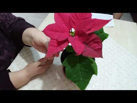 Video: Bir Noel Yıldızı çiçeğinin Bakımı Nasıl Yapılır