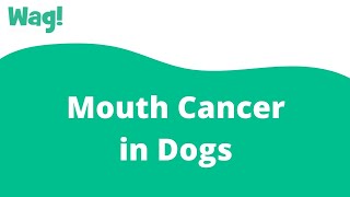 Mouth Cancer in Dogs | Wag! screenshot 5