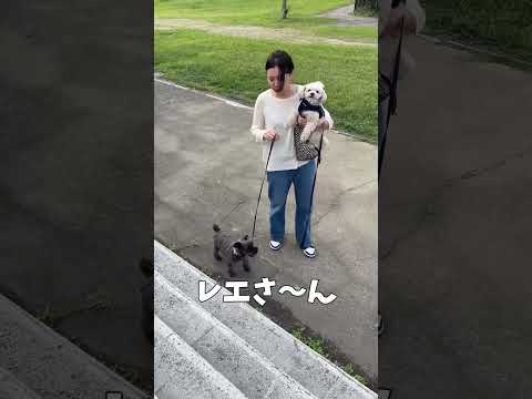 うちの妹凄いんです犬より【関西弁でしゃべる犬】My sister is amazing than a dog#562#大浜公園#ライザップ#ミニチュアシュナウザー#トイプー#shorts