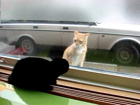 Black Cat vs Ginger Cat - YouTube