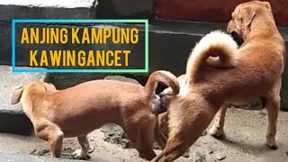 Anjing Kampung Kawin Gancet