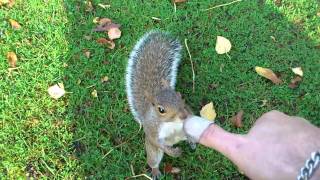 Squirrel tickle