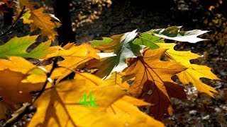 Bunte Blätterwelt Im Oktober 4K