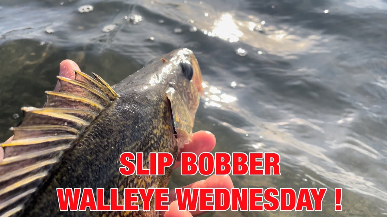 Shoreline Fishing for Walleye with a Slip Bobber! 