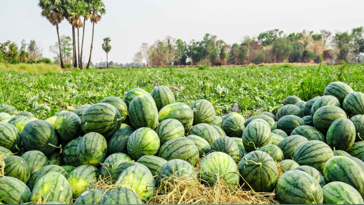 # Watermelon Plantation