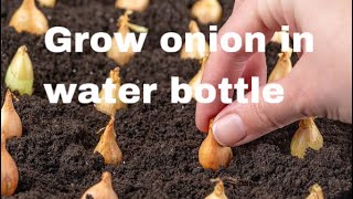 HOW TO GROW ONION 🧅AT HOME | START TO FINISH