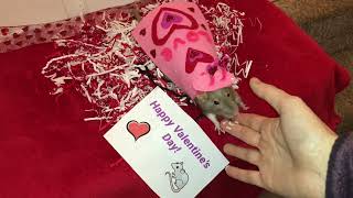 Happy Valentines Day from my rats!