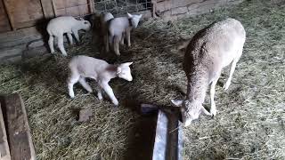 Lambs Running And Jumping