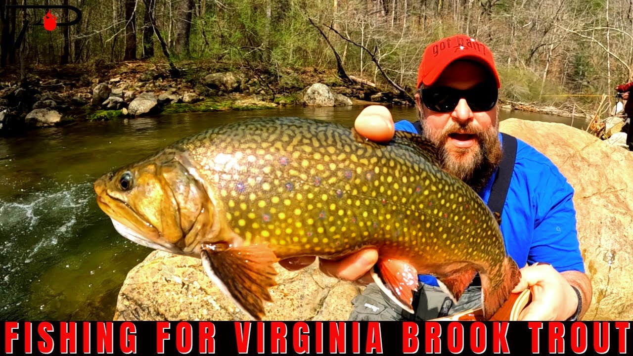 Virginia Brook Trout Fishing YouTube