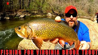 Virginia Brook Trout Fishing