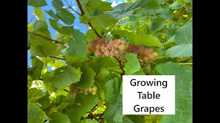 Growing Table Grapes