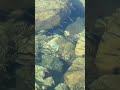 Little fishes swimming #fishingvideo #fishes #fishingvolg #beachfishing