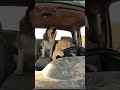 Yên tâm tao lo được Tao:.... #animals #driver #funny #dog #cat #shorts