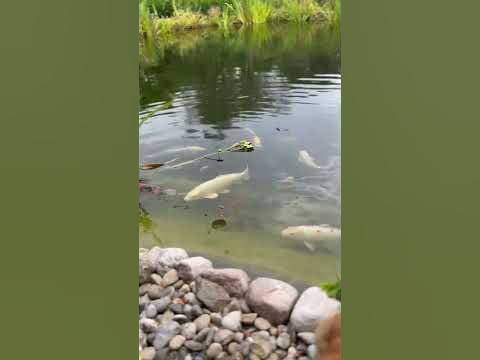 Koi Fische im Teich werden gefüttert YouTube