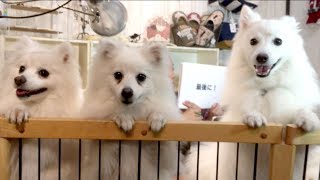 日本のワンコ 今と昔では全然違う 日本スピッツ Sp Youtube 日本のワンコ 今と昔では全然違う 日本スピッツ Sp Youtube