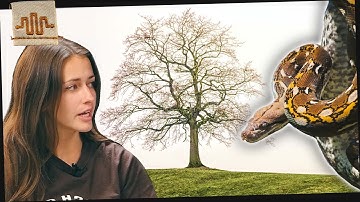 What is a Dwarf Retic... Phylogeny [Part 4]