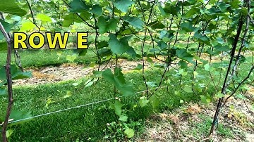 Row E Assessment 06-12-18