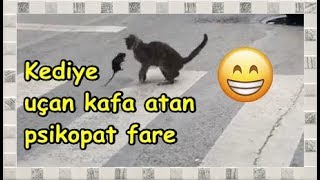 Kediye uçan kafa atan fare :D