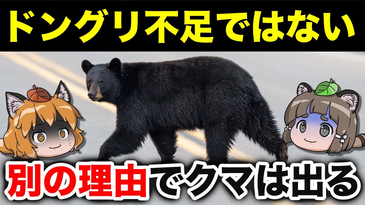 【マジ？】クマが人里にくる理由、エサ不足じゃなかったかもしれません