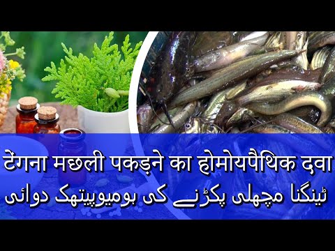 टेंगना मछली होम्योपैथिक दवा ٹینگنا مچھلی ہومیوپیتھک دوائی Tengna Fishing  Homeopathic Medicine Bait 