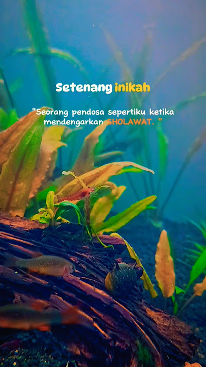 setenang inikah pendosa mendengar sholawat #sholawat #ikan #ikanhias #aquascape #aquarium #sea #laut