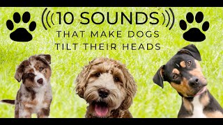 Head Tilt  10 Sounds that make dogs love  Turn the sound up and play along. Countdown