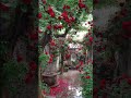 Rain + Red Roses #love #nature #redrose #explore