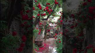 Rain + Red Roses #love #nature #redrose #explore