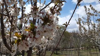 شروه نی غمگین سیرجانی دشتی محلی ابراهیم جهانشاهی