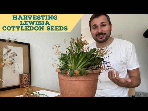 Video: Bagaimana cara menanam kotiledon lewisia?