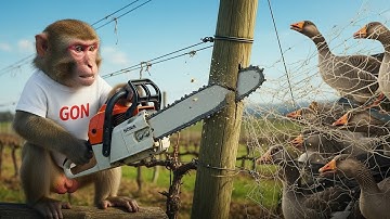 Gon Monkey Chainsaw Rescuing the Trapped Geese from the Terrifying Net Trap
