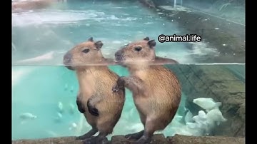 Bộ trưởng bộ ngoại giao - chuột lang nước Capybara - thế giới động đậy @animallife634   animal life