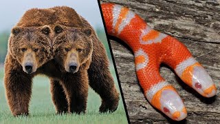 Top 10 Rare Two Headed Animals