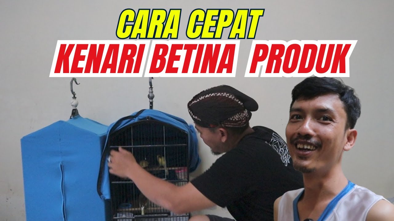 Быстрый способ подготовки самок канареек к быстрому спариванию и производству потомства