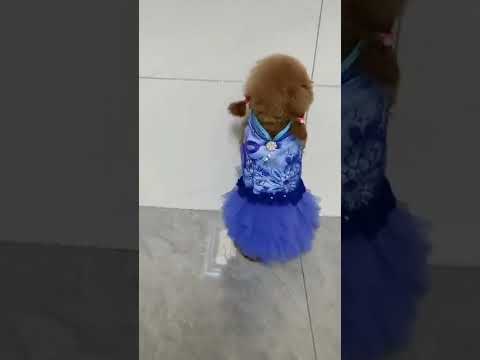 الكلبه سونا بفستان الخطوبه مسويه إغراء هههههه 