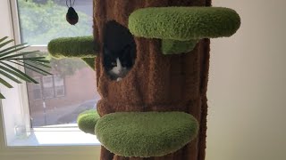 Magic Forest 90" Tall Cat Tree -- My Thoughts 2 Weeks Later (Love It!)