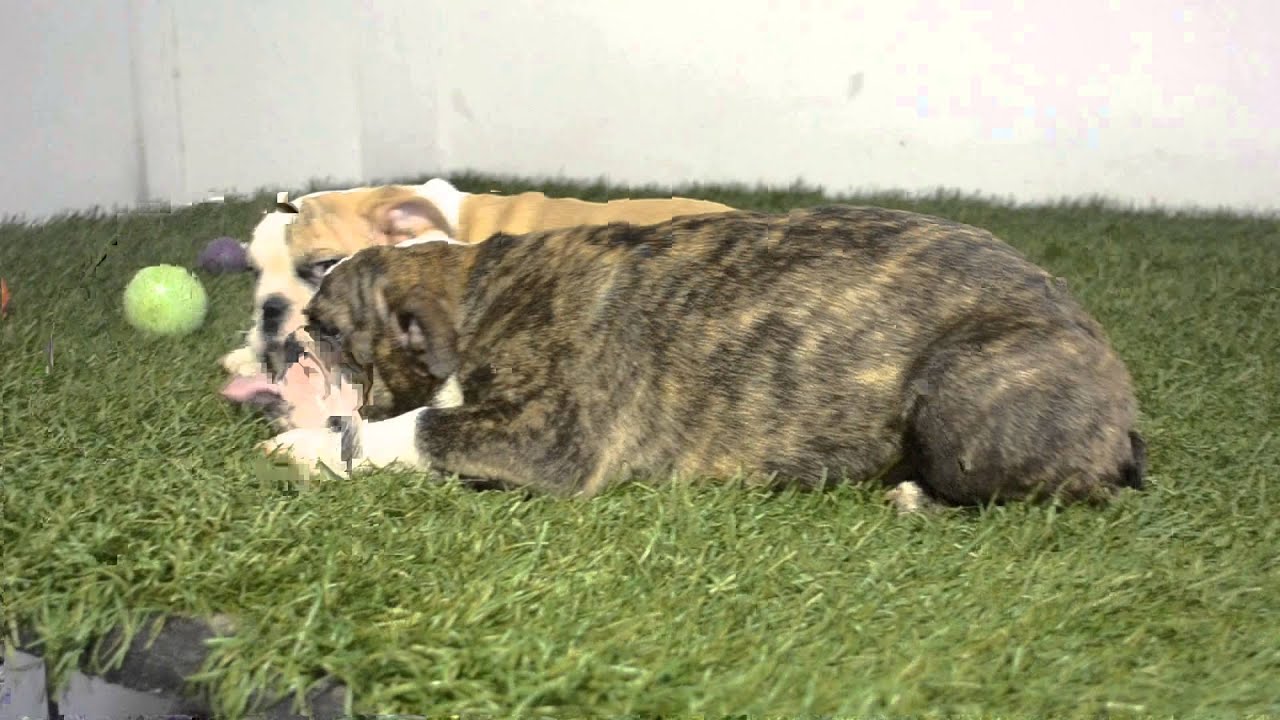 THEO - PEBBLES - ENGLISH BULLDOG PUPPIES FOR SALE - BULLCANES puppy paradise