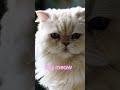 kitten 😽 shorts video #cat