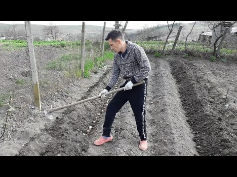 Video: Cum Se Cultivă Cartofi Din Muguri?