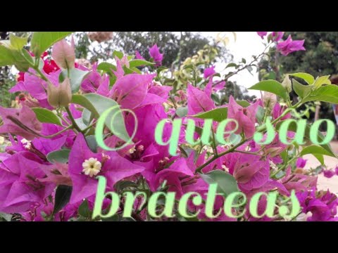 Vídeo: O que são brácteas de flores - Aprenda sobre plantas com brácteas