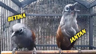 Download Lagu poksay mantel gacor / burung poksay MP3